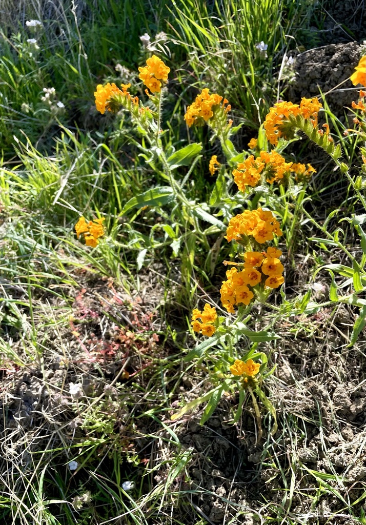 Amsinckia grandiflora (Large-flowered fiddleneck), native California herb