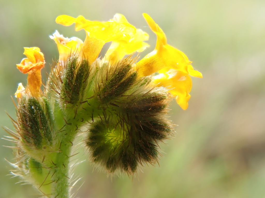 Amsinckia intermedia (Common fiddleneck), native California annual