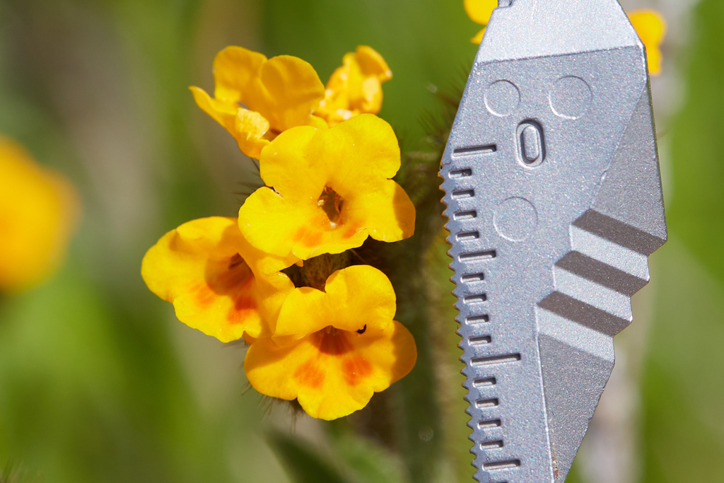 Amsinckia lunaris (Bent-flowered fiddleneck), native California herb