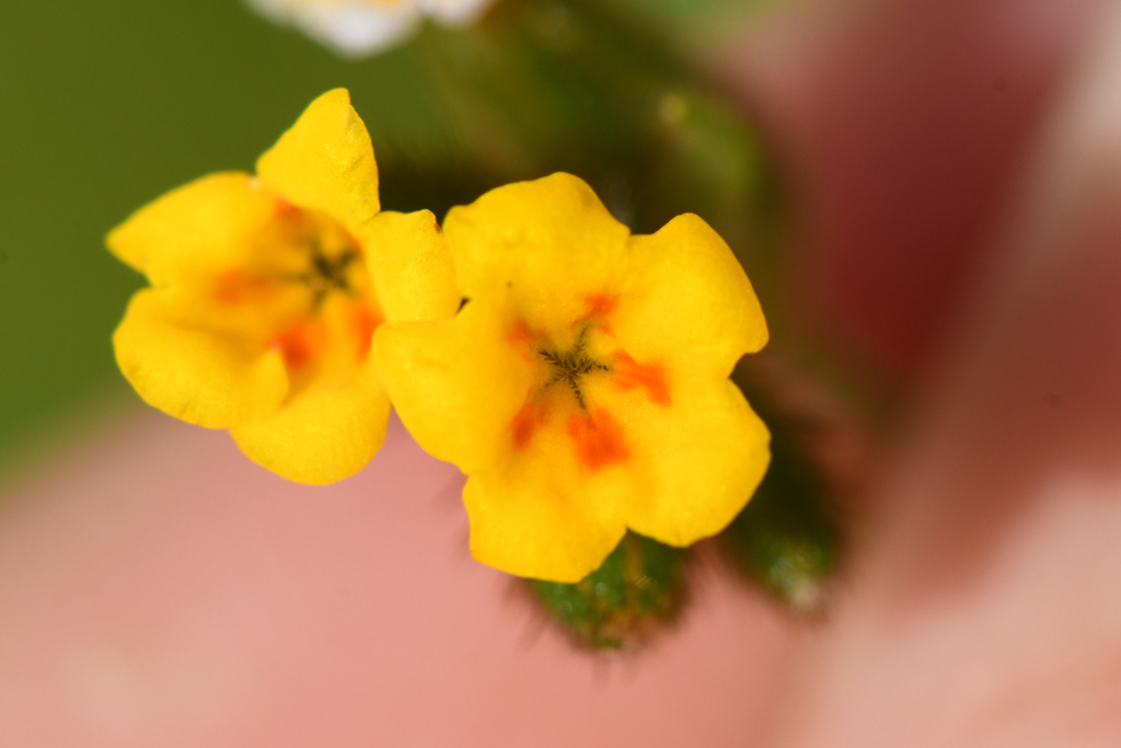 Amsinckia lycopsoides (Bugloss-flowered fiddleneck), native California herb