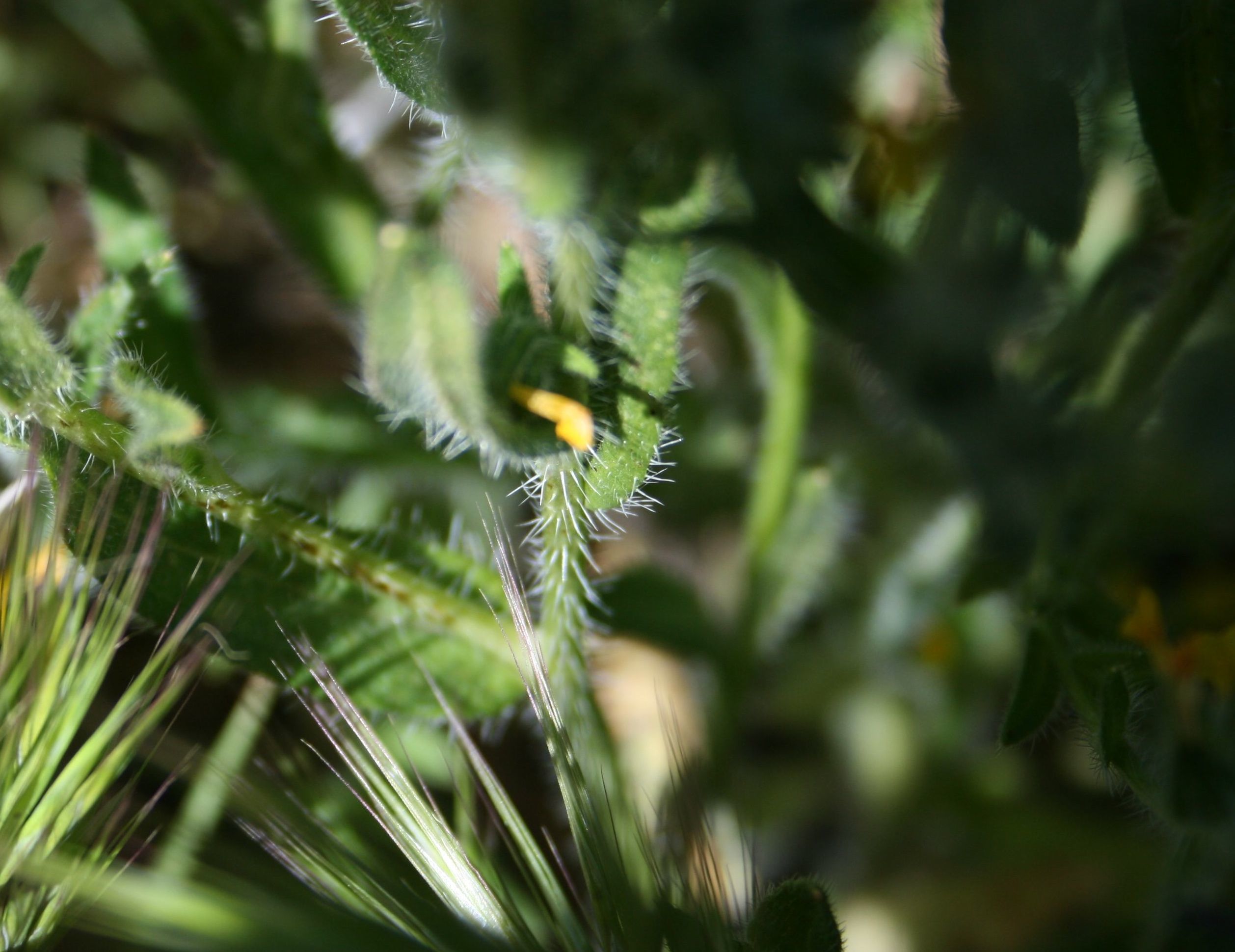 Amsinckia menziesii (Common fiddleneck), native California herb