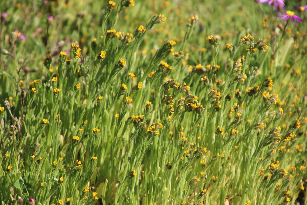 Amsinckia retrorsa (Rigid fiddleneck), native California annual