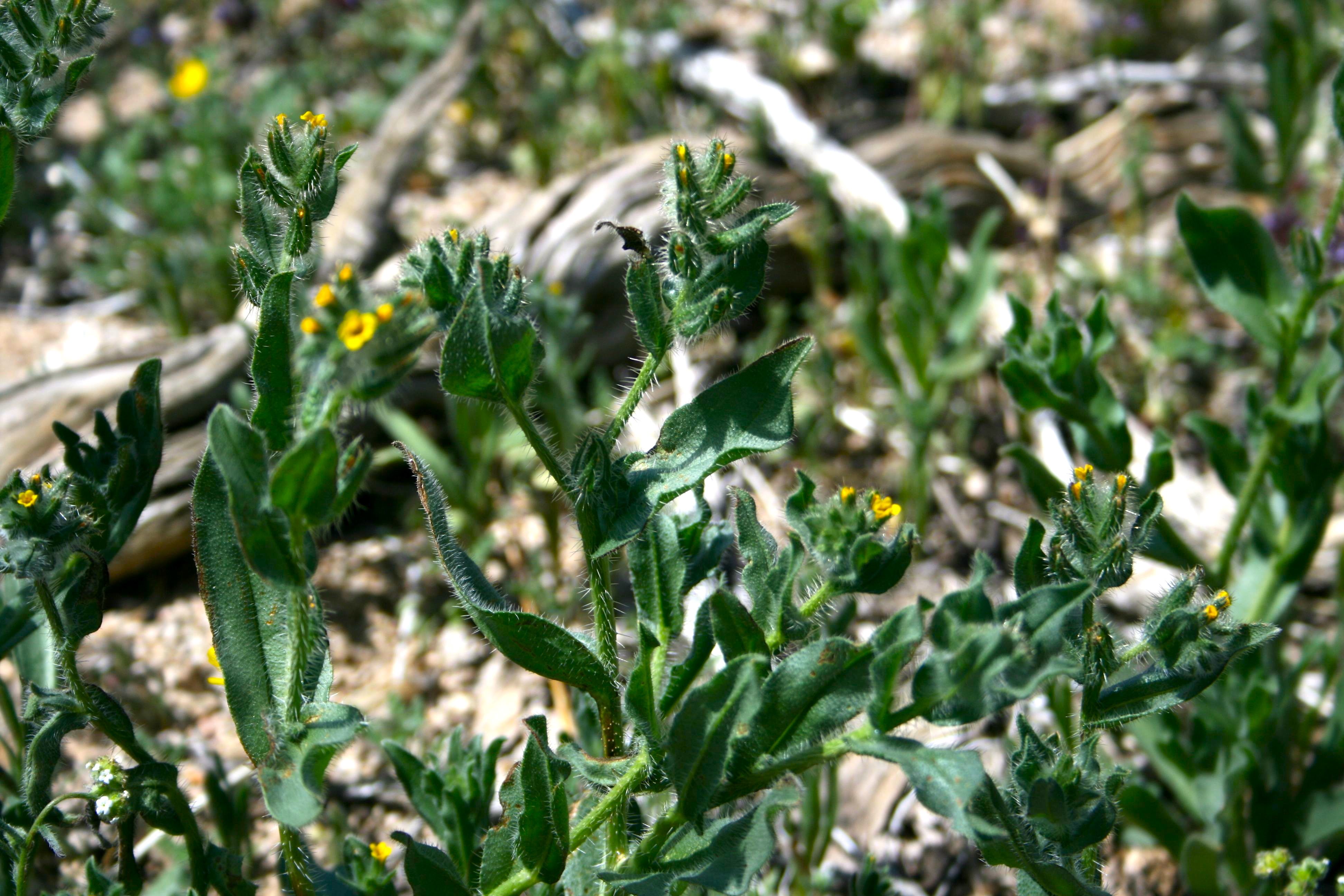 Amsinckia sp. (Fiddleneck), non-native California annual