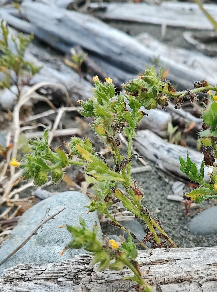 Amsinckia spectabilis — parent species of Amsinckia spectabilis var. spectabilis