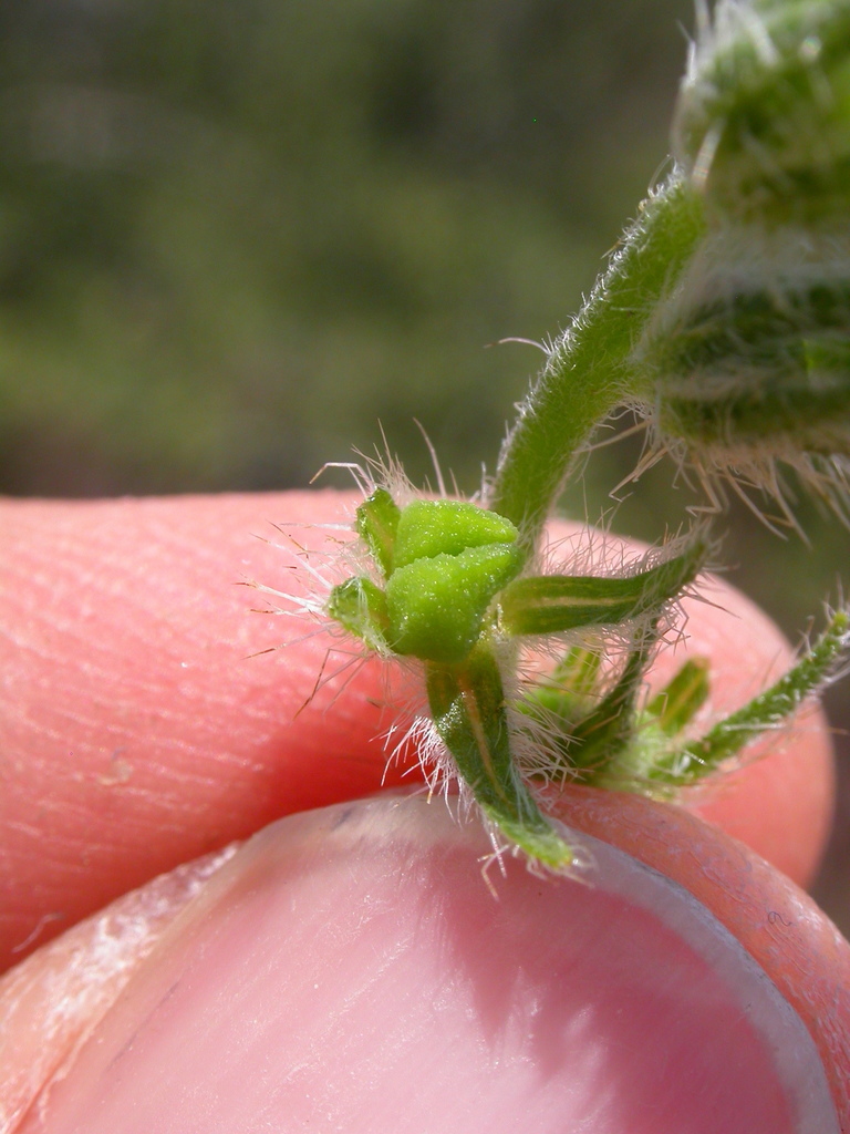 Amsinckia tessellata (Bristly fiddleneck), native California herb