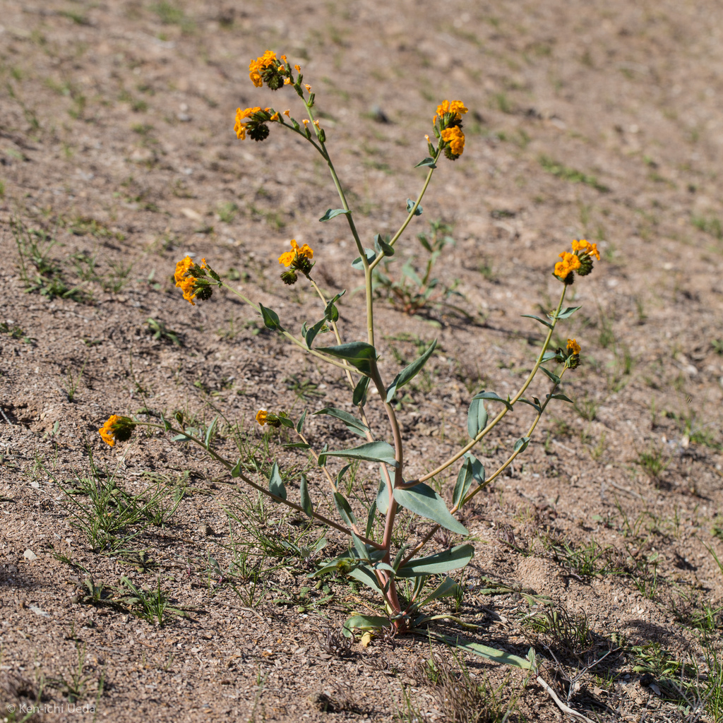 Amsinckia vernicosa (Waxy fiddleneck), native California herb