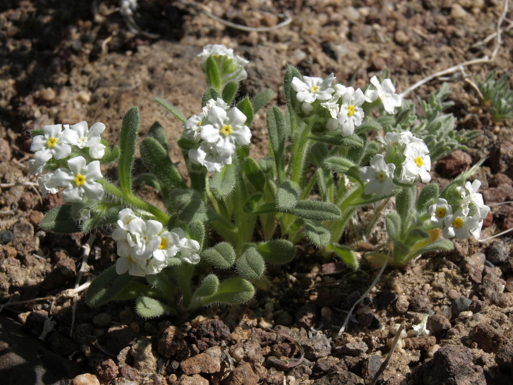 Amsinckiopsis kingii var. kingii (Southern great basin popcornflower), native California herb