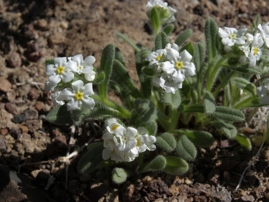 Amsinckiopsis sp., California perennial