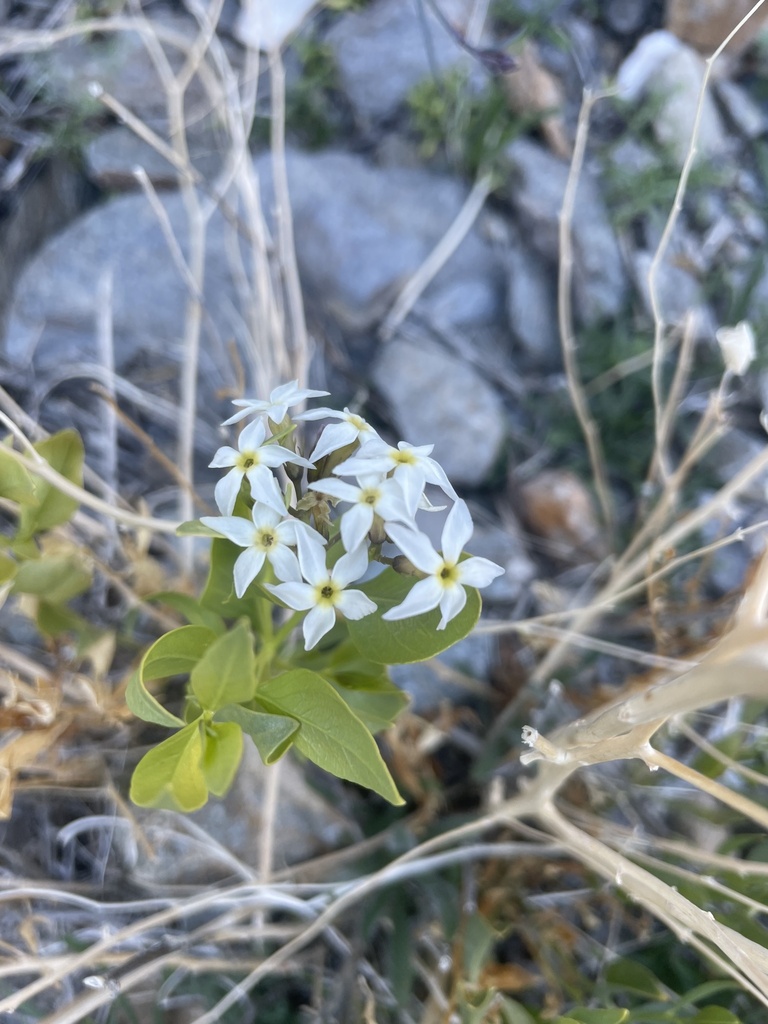Amsonia tomentosa (Gray amsonia), native California herb