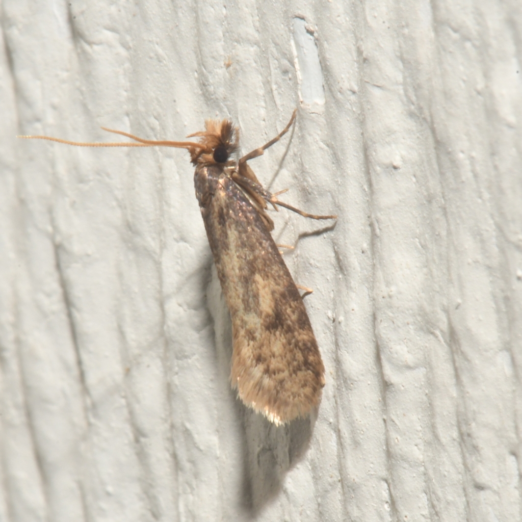 Amydria effrenatella (Brown-blotched Amydria Moth), California species