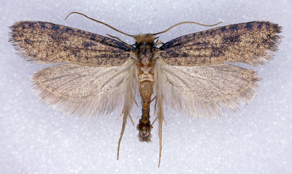 Amydria effrentella, California species
