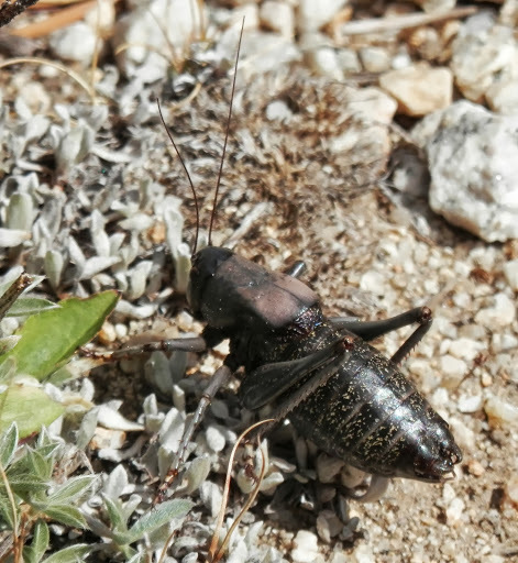 Anabrus simplex (Mormon Cricket), California species