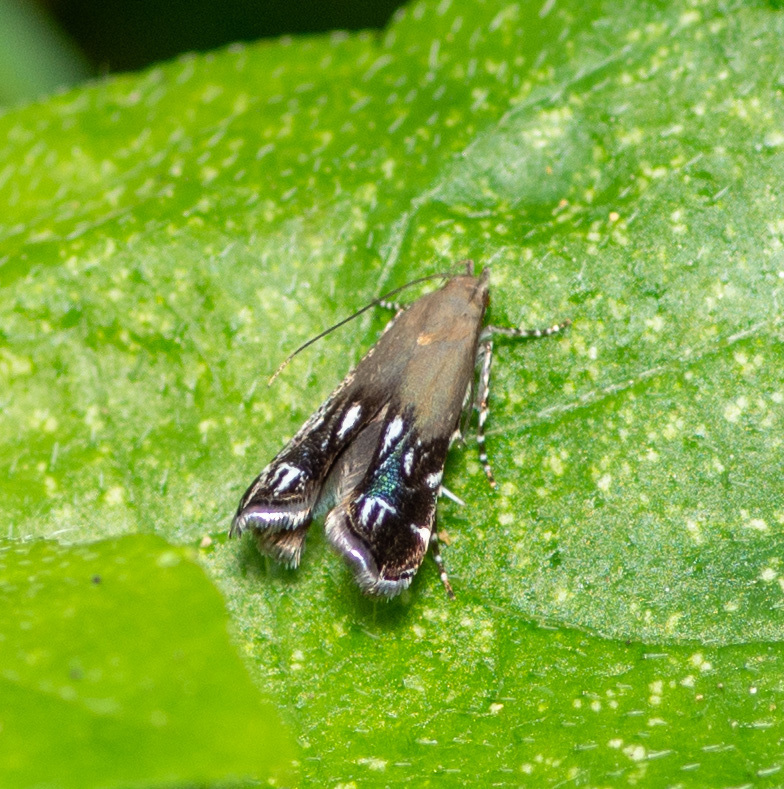 Anacampsis lacteusochrella, California species