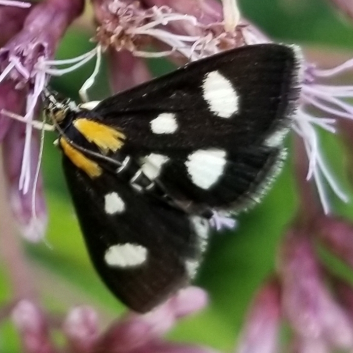 Anania funebris (White Spotted Sable Moth), California species