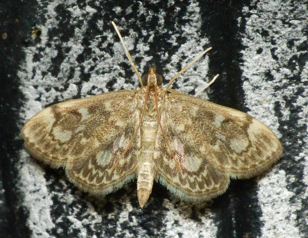 Anania tertialis, California species