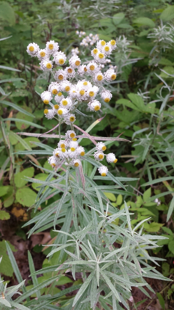 Anaphalis margaritacea (Pearly everlasting), native California herb