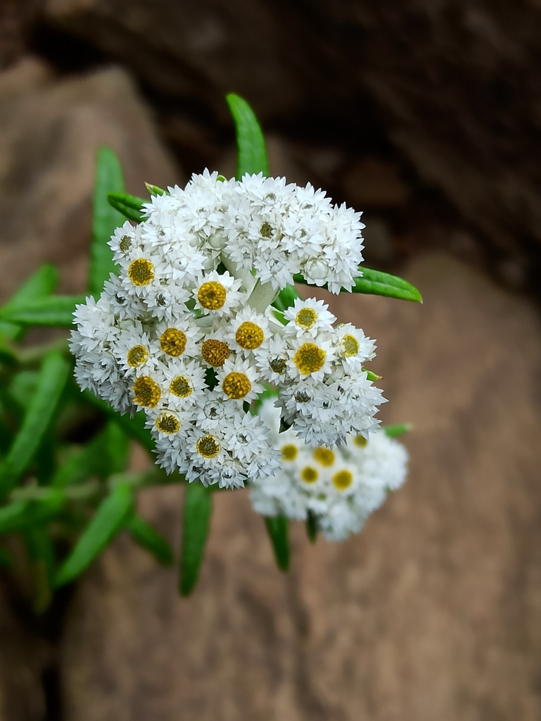 Anaphalis sp. (Pearly everlasting), non-native California perennial