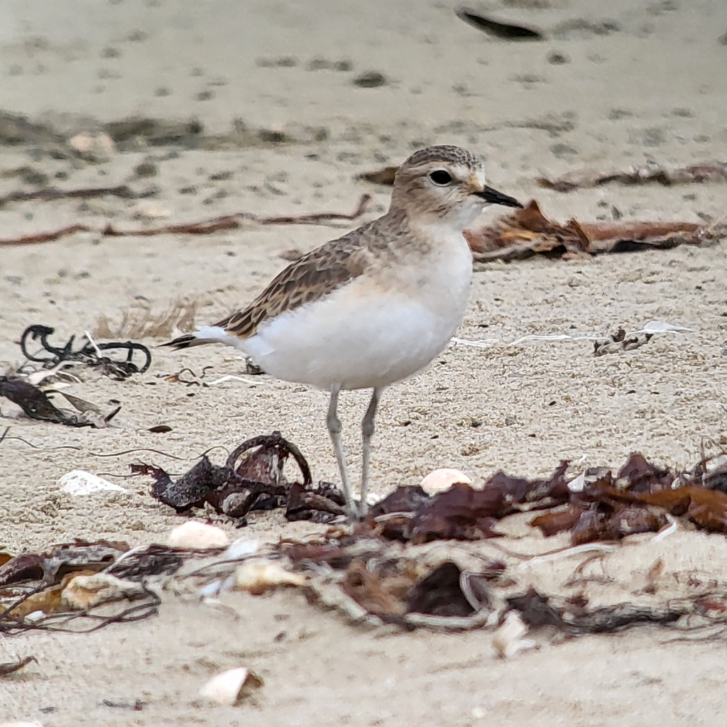 Anarhynchus montanus (Mountain Plover), California species