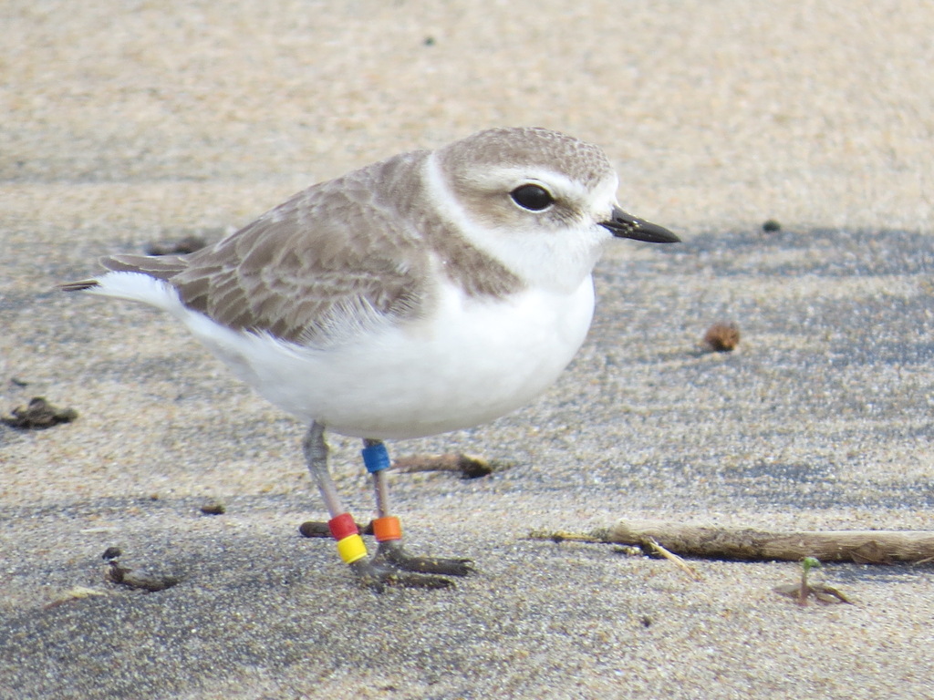 Anarhynchus nivosus (Snowy Plover), California species
