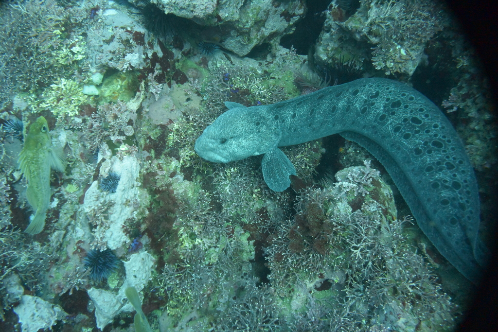 Anarrhichthys ocellatus (Wolf Eel), California species