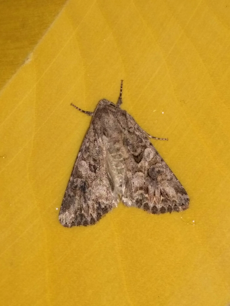 Anarta trifolii (The Nutmeg), California species