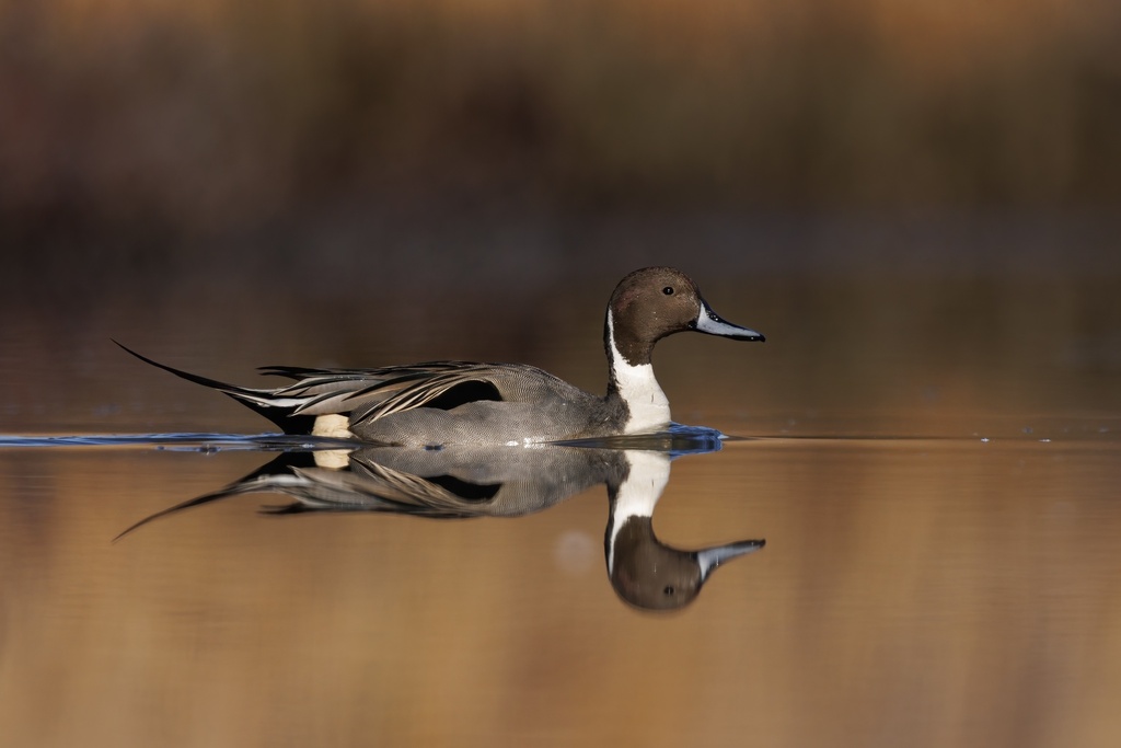 Anas acuta (Northern Pintail), California species
