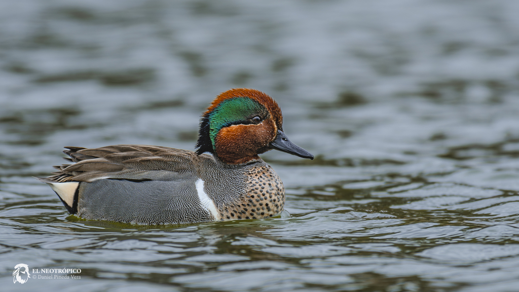 Anas crecca (Green-winged Teal), California species
