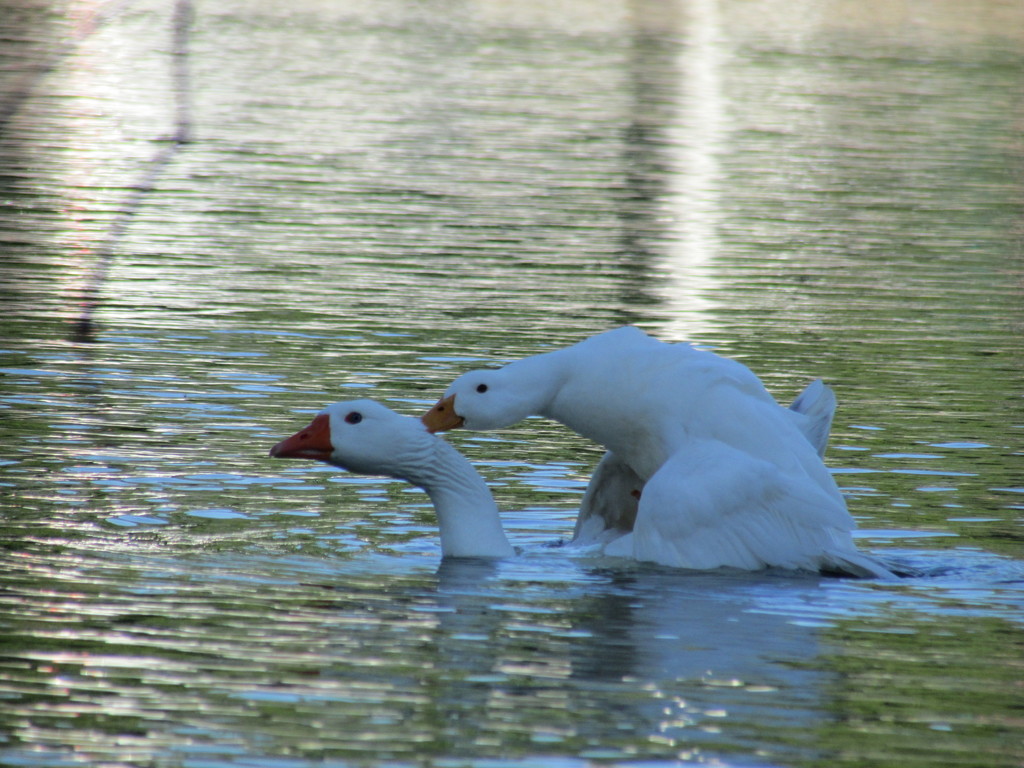 Anas platyrhynchos (Mallard), California species