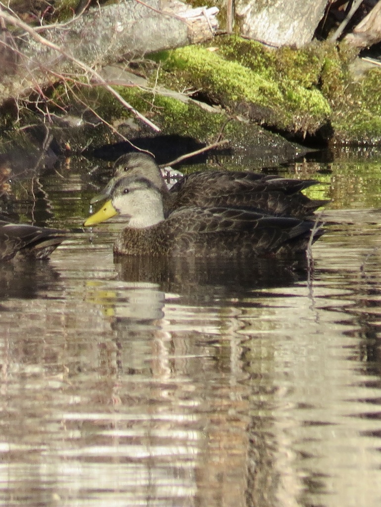 Anas rubripes (American Black Duck), California species