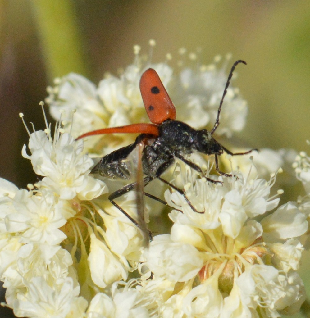 Anastrangalia laetifica (Dimorphic Flower Longhorn Beetle), California species
