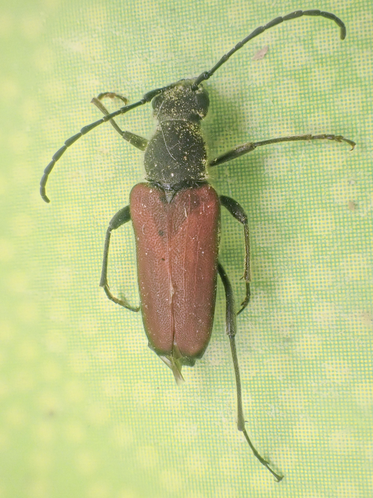 Anastrangalia sanguinea, California species