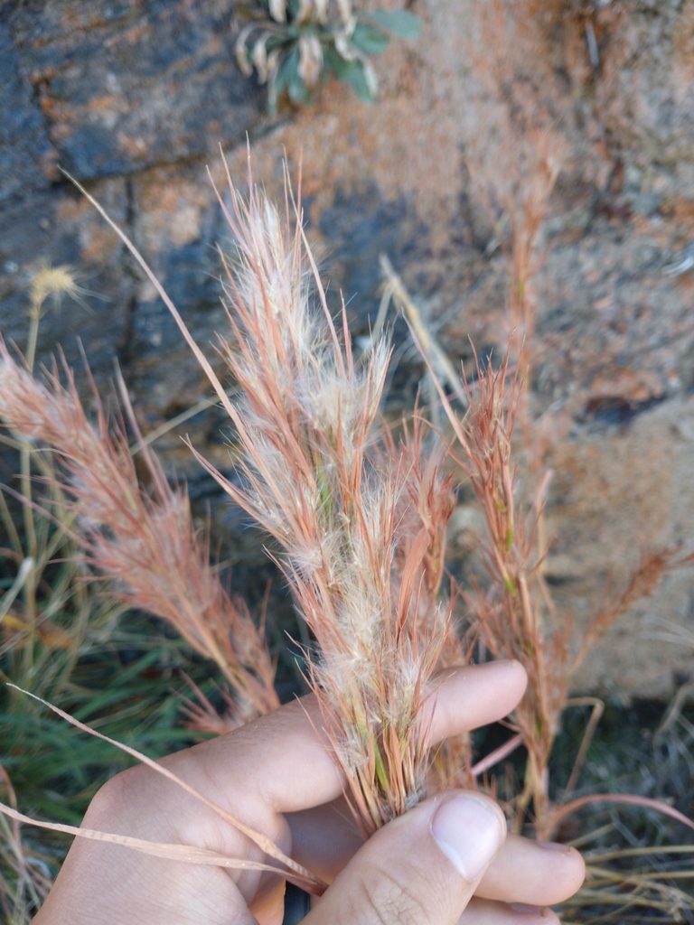 Anatherum eremicum (Southwestern bushy bluestem), native California grass