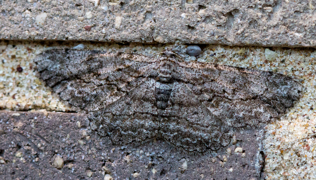 Anavitrinella pampinaria (Common Gray), California species