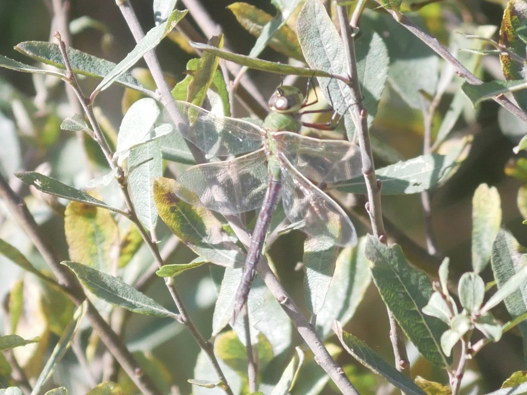 Anax junius (Common Green Darner), California species