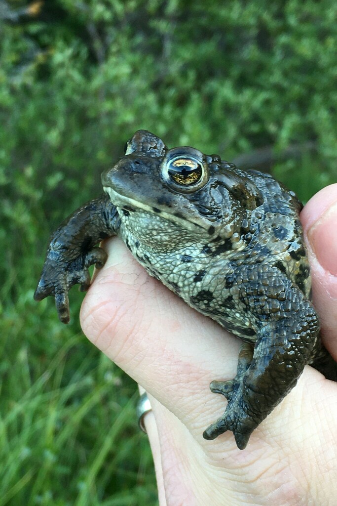 Anaxyrus boreas (Western Toad), California species