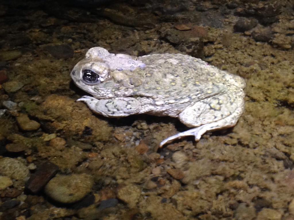 Anaxyrus californicus (Arroyo toad), California species