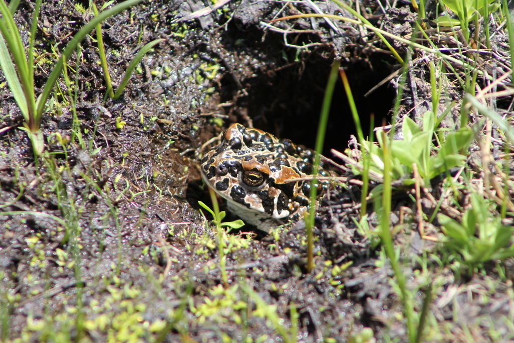 Anaxyrus canorus (Yosemite toad), California species