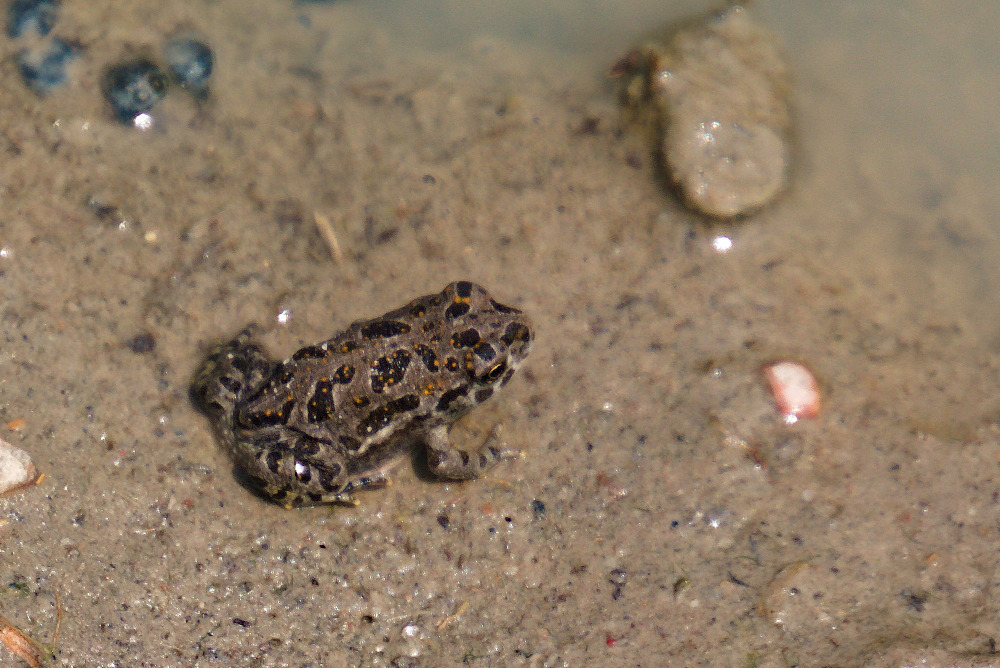 Anaxyrus cognatus (Great Plains Toad), California species