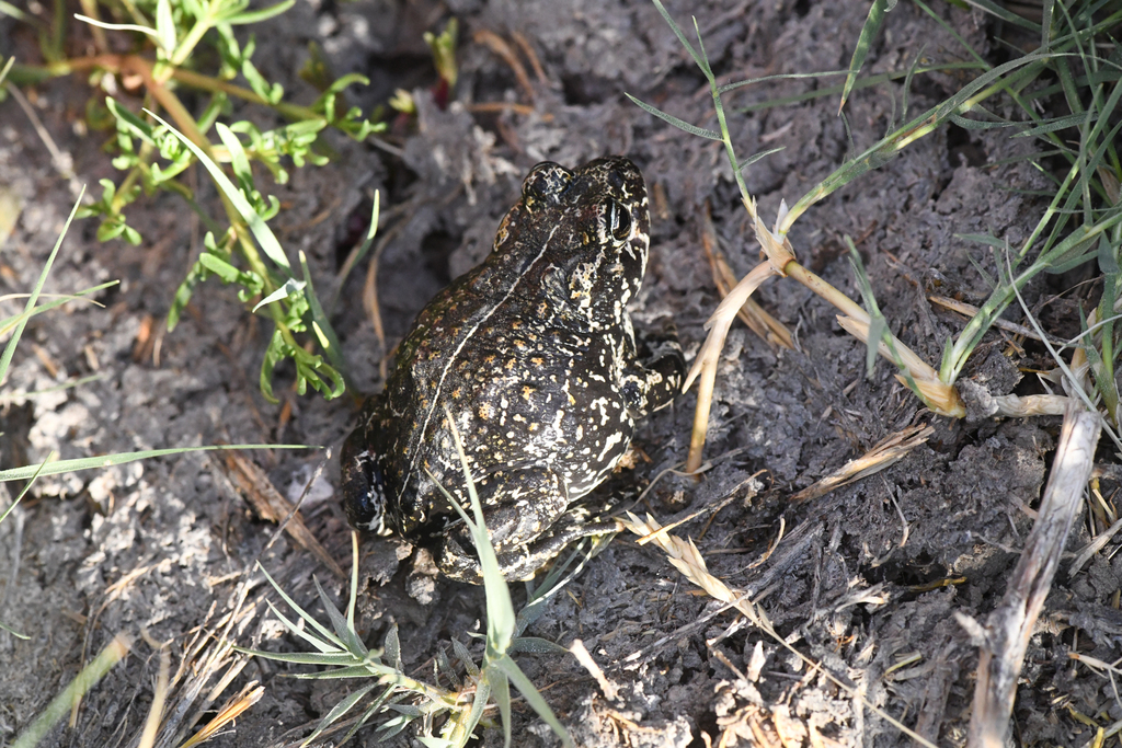 Anaxyrus exsul (Black toad), California species