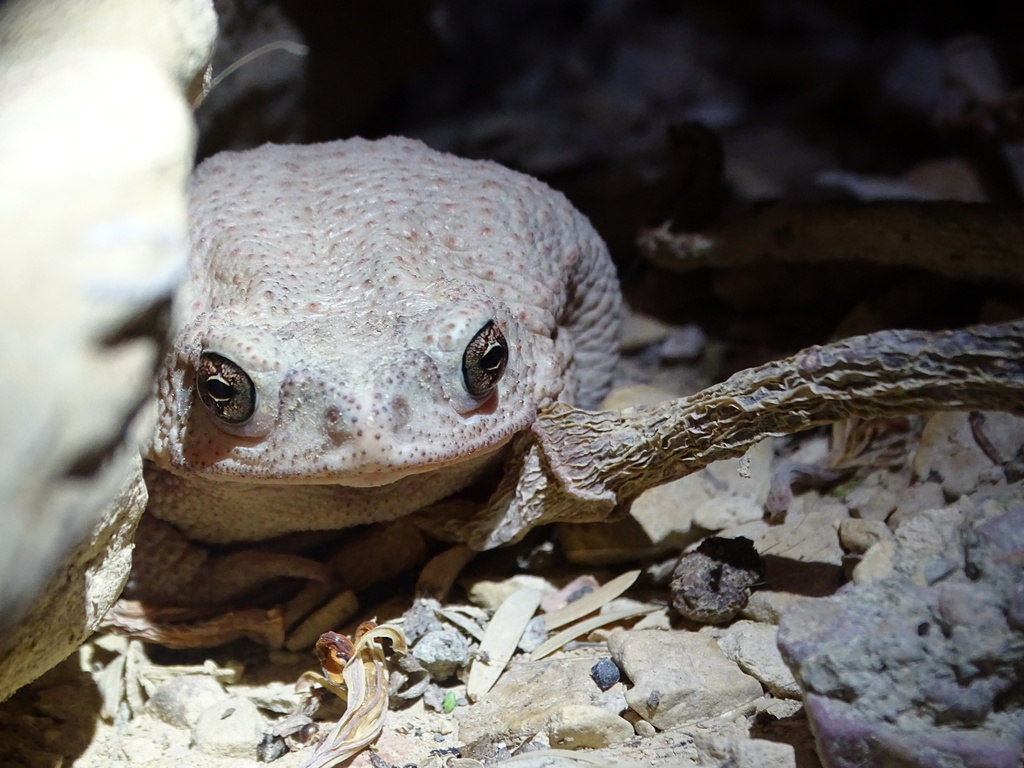 Anaxyrus punctatus (Red-Spotted Toad), California species