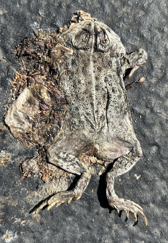 Anaxyrus woodhousii (Woodhouse's Toad), California species