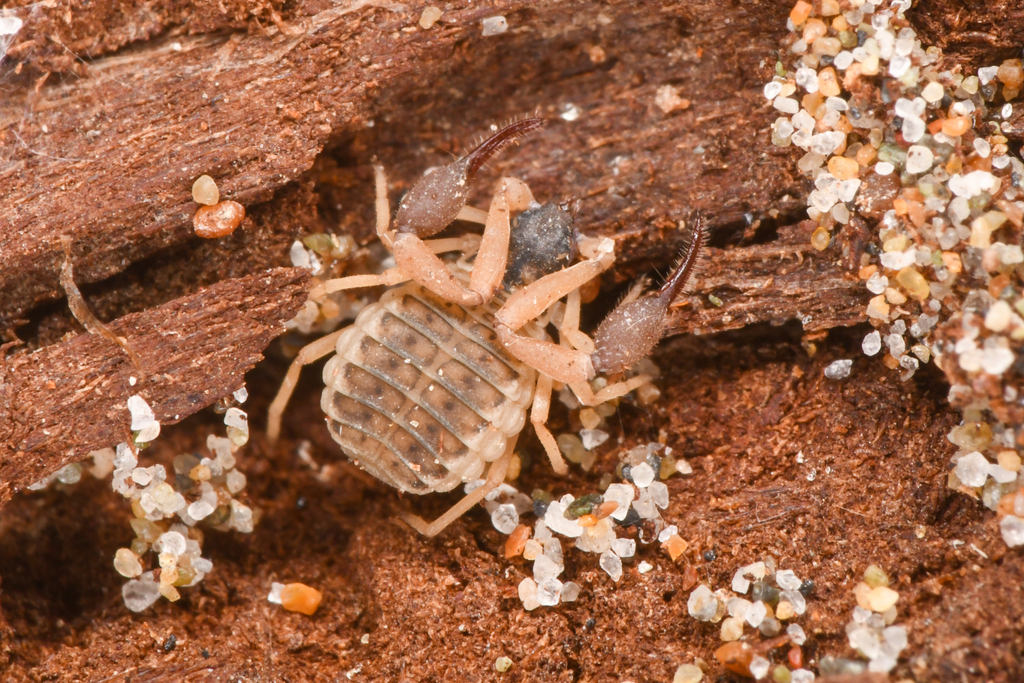 Anchigarypus californicus, California species