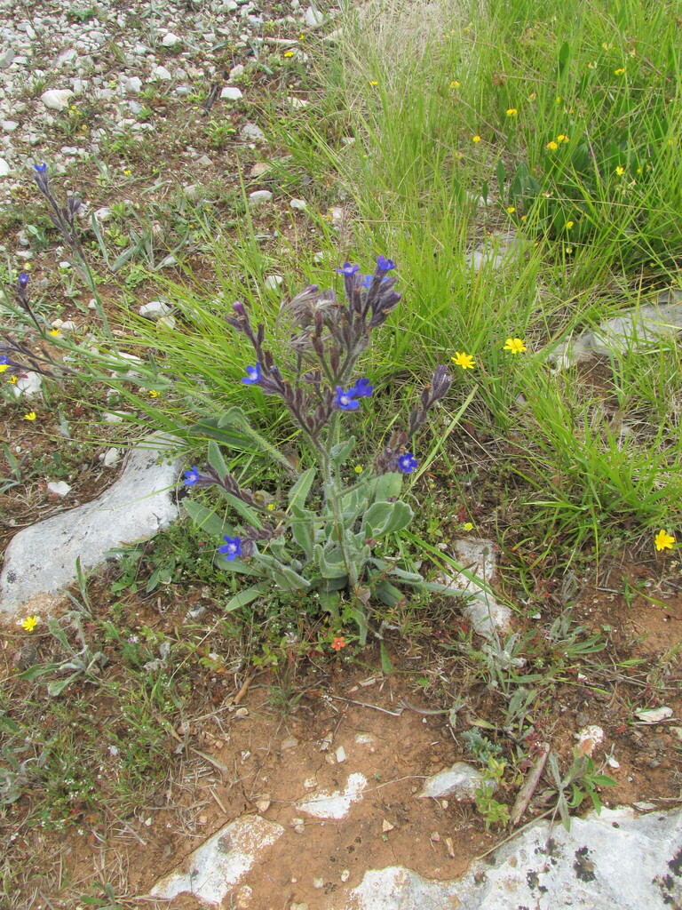 Anchusa azurea (Garden alkanet), non-native California herb
