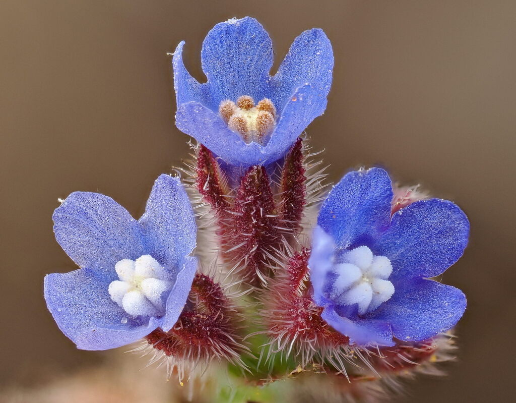 Anchusa officinalis (Common alkanet), non-native California herb