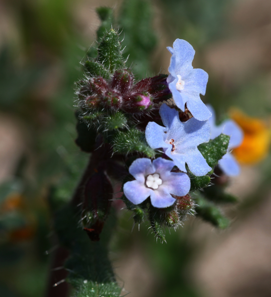 Anchusa sp. (Alkanet), non-native California perennial