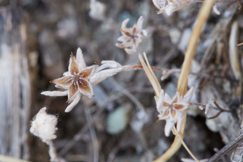 Ancistrocarphus filagineus (Woolly fishhooks), native California herb