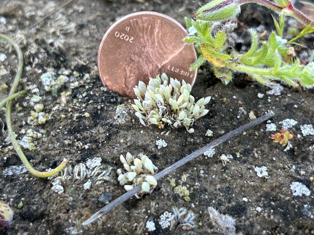 Ancistrocarphus keilii (Santa ynez groundstar), native California annual