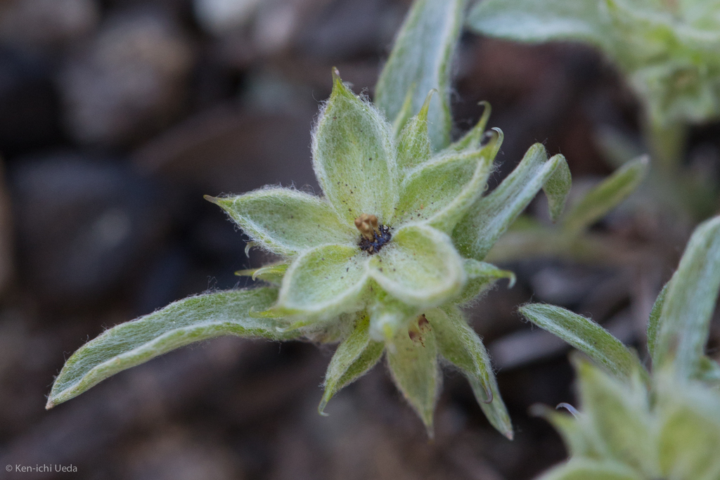 Ancistrocarphus sp. (Groundstar), non-native California annual