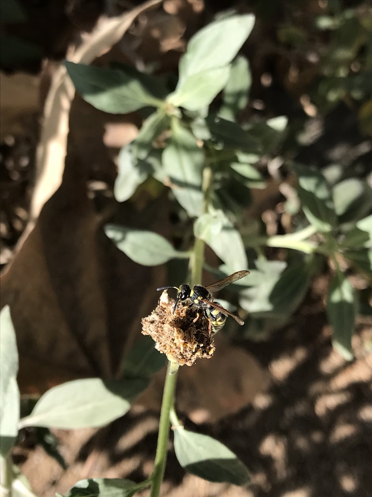 Ancistrocerus bustamente, California species