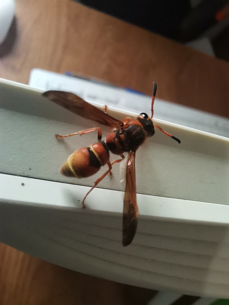 Ancistrocerus tuberculocephalus, California species